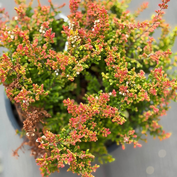 Firefly Heather |Spotswood Greenery