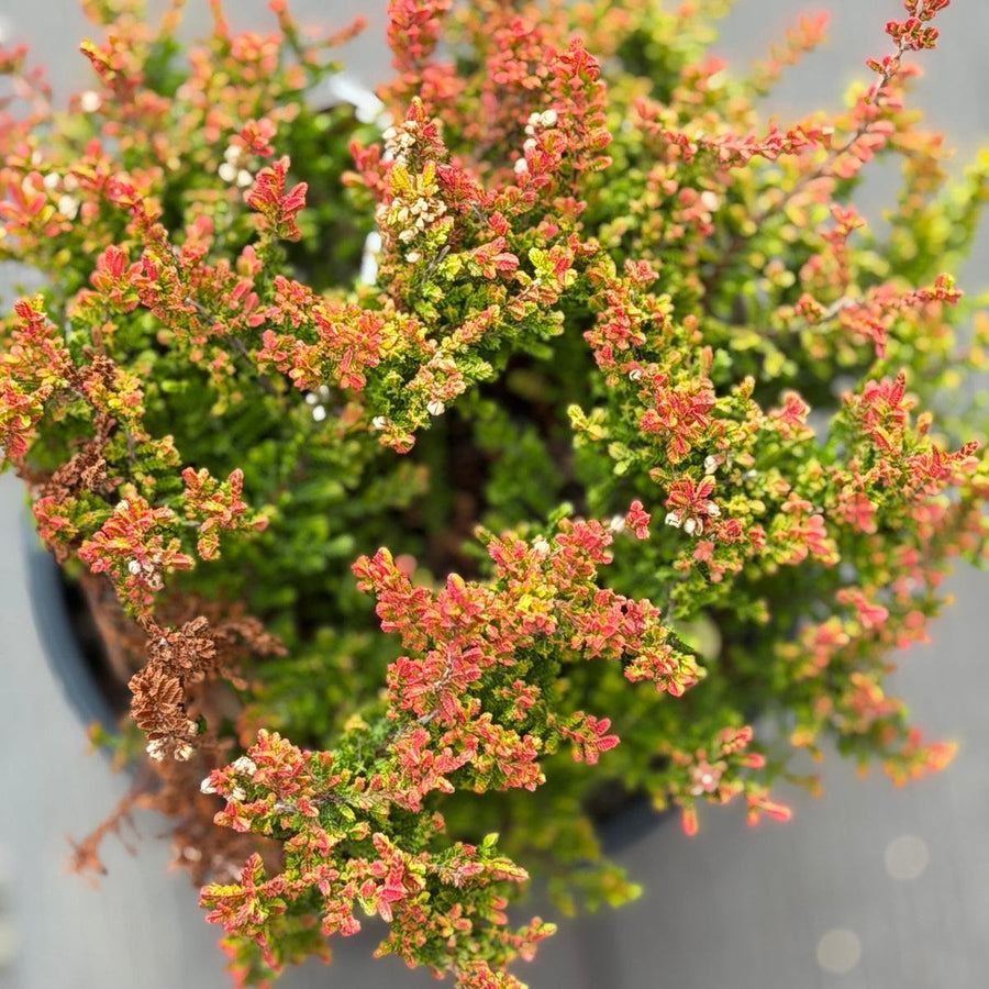 Firefly Heather |Spotswood Greenery
