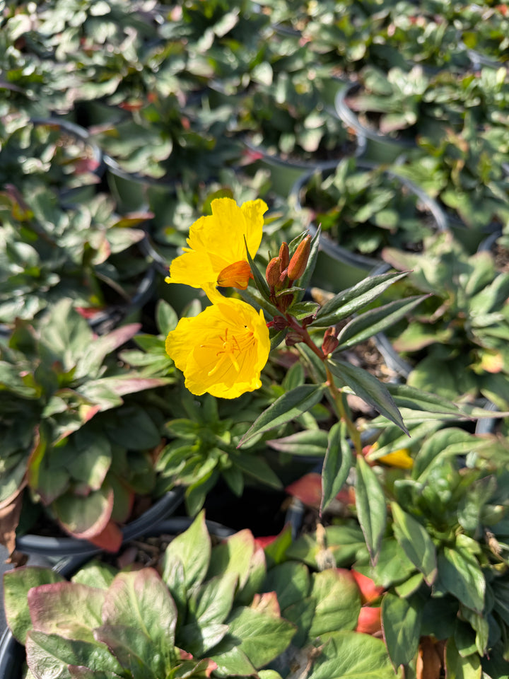 Fireworks Evening Primrose |Spotswood Greenery