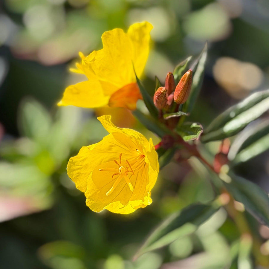 Fireworks Evening Primrose |Spotswood Greenery