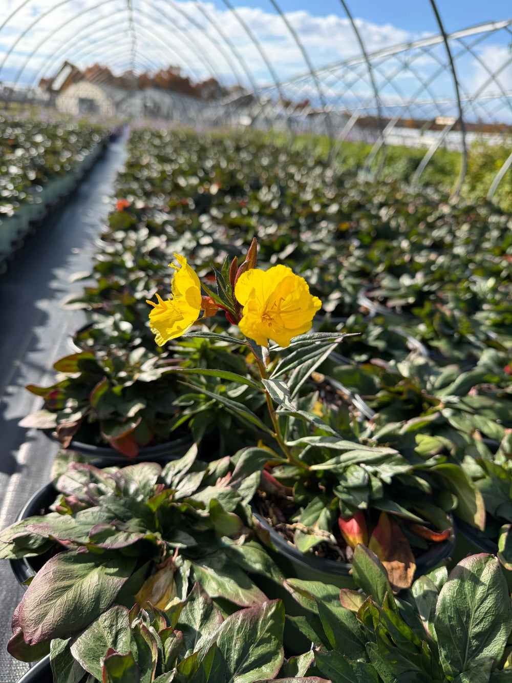 Fireworks Evening Primrose