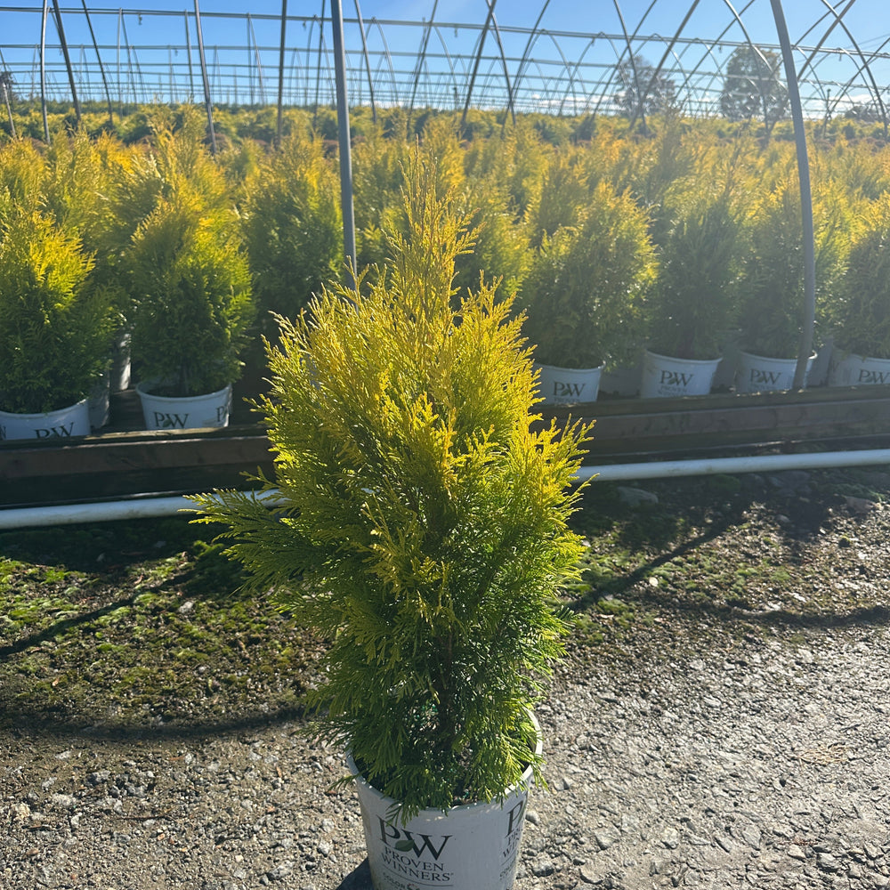 Fluffy® Western Arborvitae |Spotswood Greenery