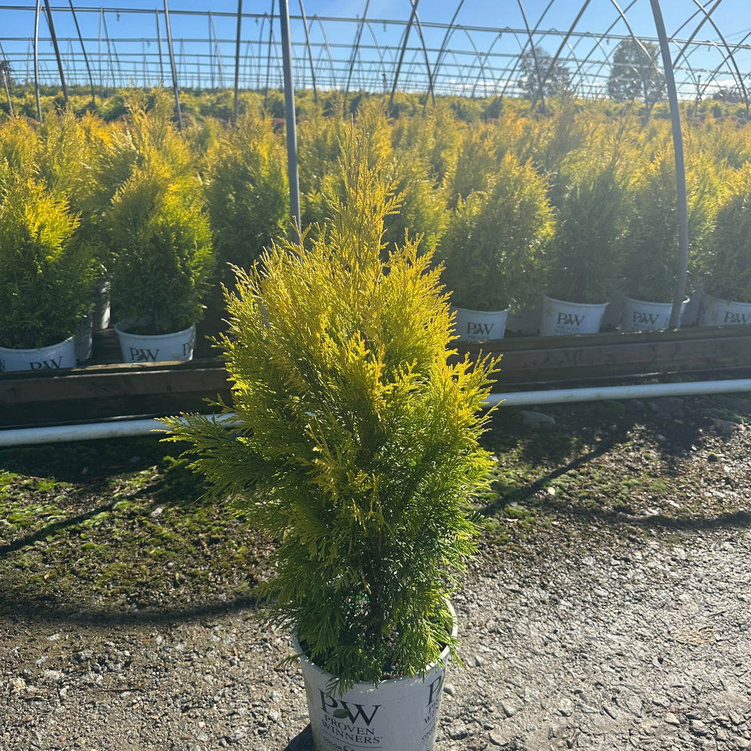 Fluffy® Western Arborvitae |Spotswood Greenery