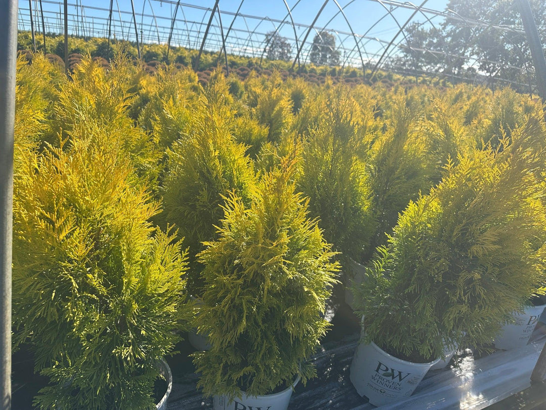 Fluffy® Western Arborvitae |Spotswood Greenery