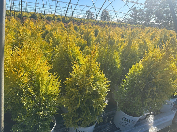 Fluffy® Western Arborvitae |Spotswood Greenery