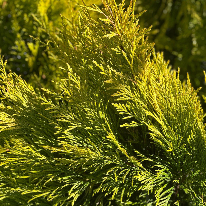 Fluffy® Western Arborvitae |Spotswood Greenery