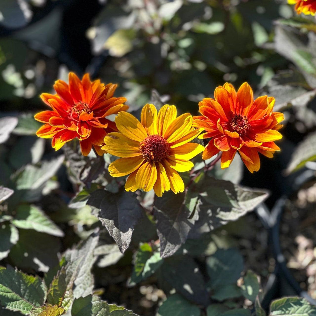 Forged in Fire False Sunflower |Spotswood Greenery