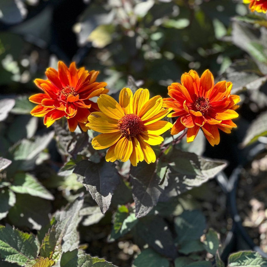 Forged in Fire False Sunflower |Spotswood Greenery