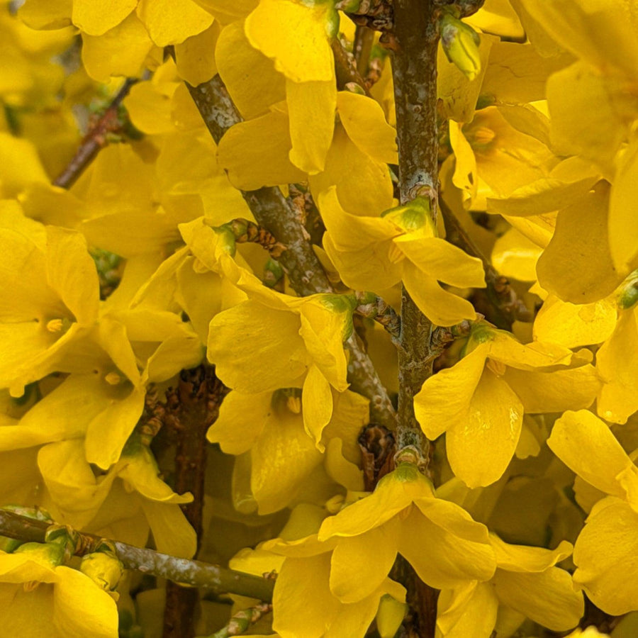 show off forsythia |Spotswood Greenery