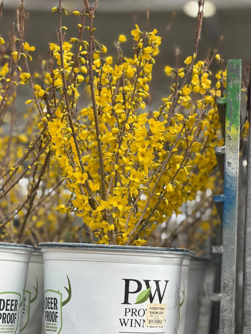 show off forsythia |Spotswood Greenery