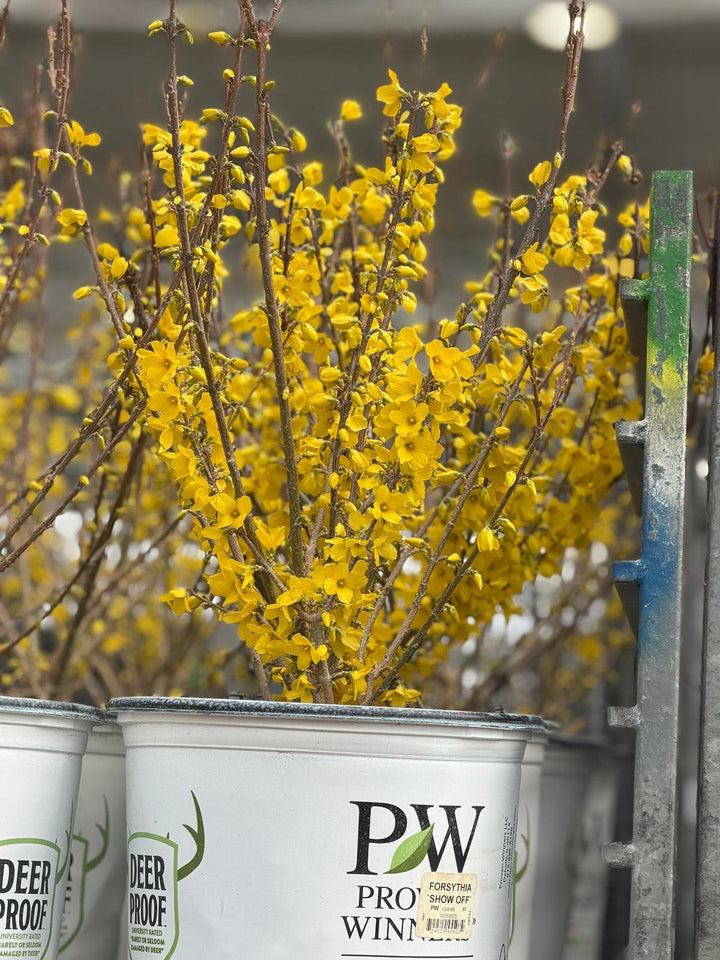 show off forsythia |Spotswood Greenery