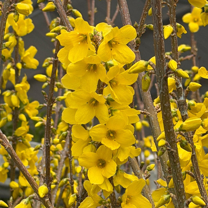 show off forsythia |Spotswood Greenery