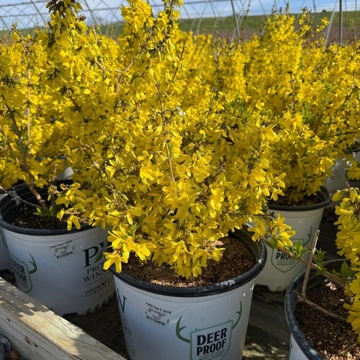 Forsythia Show Off Starlet |Spotswood Greenery