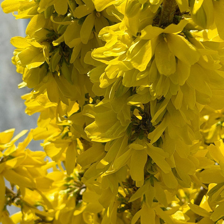 Forsythia Show Off Starlet |Spotswood Greenery