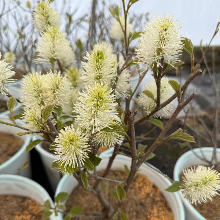 Legend of The Small Fothergilla |Spotswood Greenery