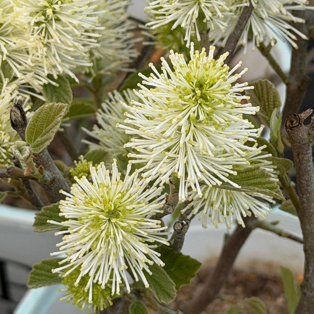 Legend of The Small Fothergilla |Spotswood Greenery