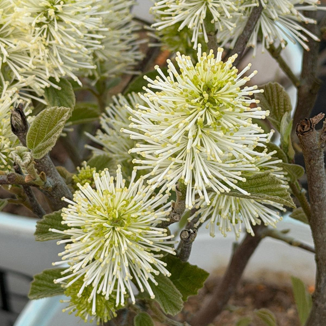 Legend of The Small Fothergilla |Spotswood Greenery