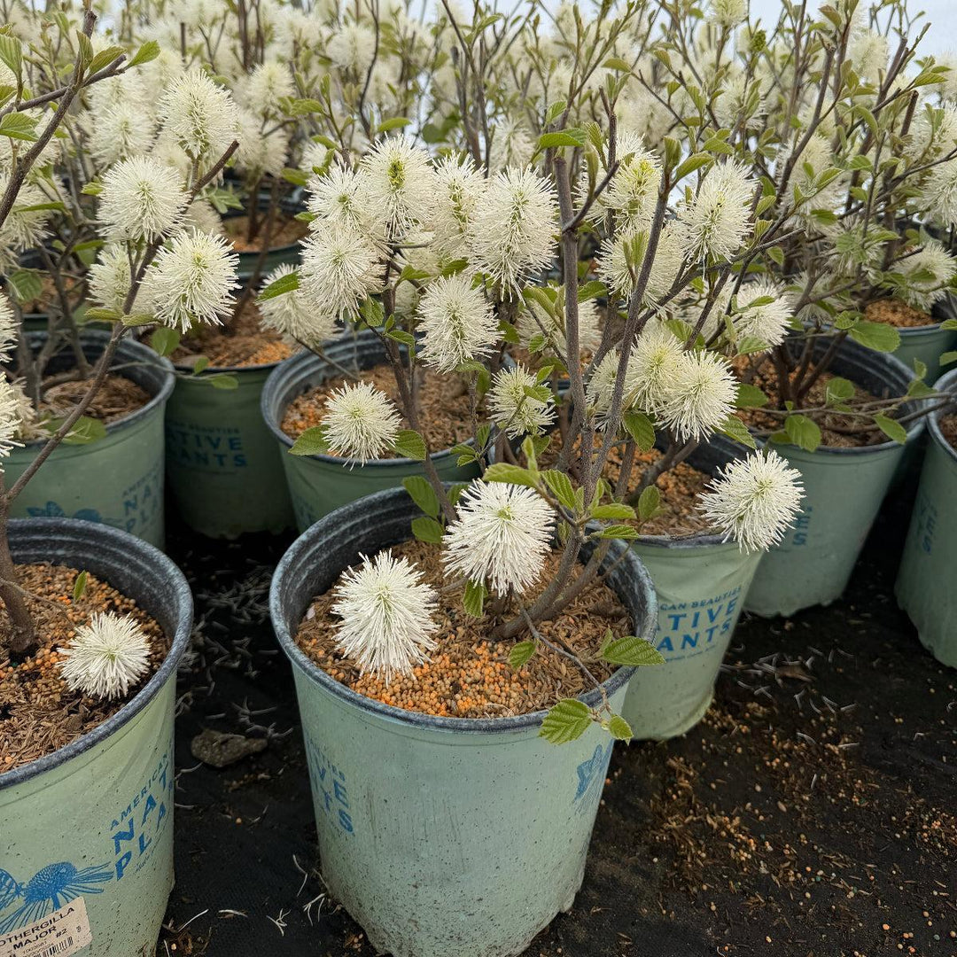 Large Fothergilla |Spotswood Greenery
