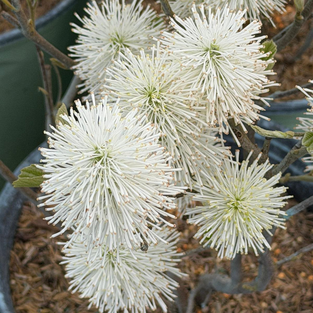Large Fothergilla |Spotswood Greenery
