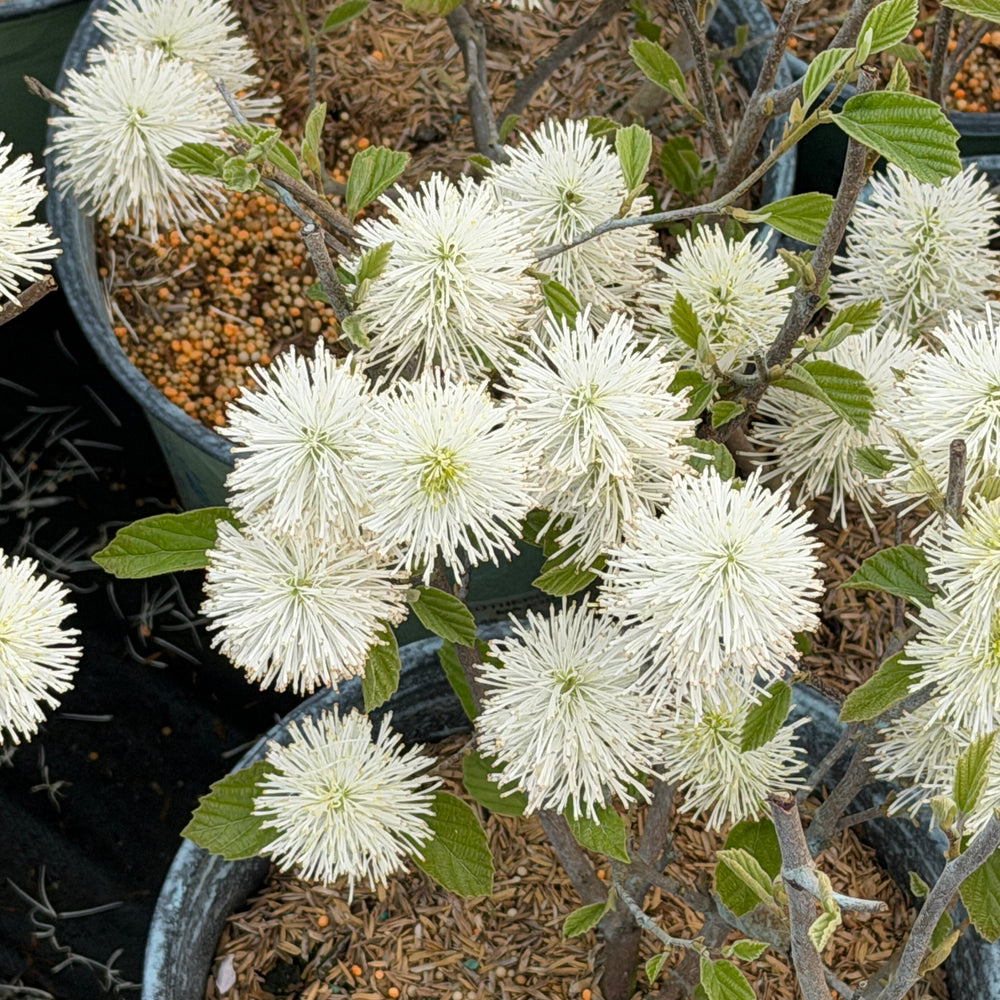 Large Fothergilla |Spotswood Greenery