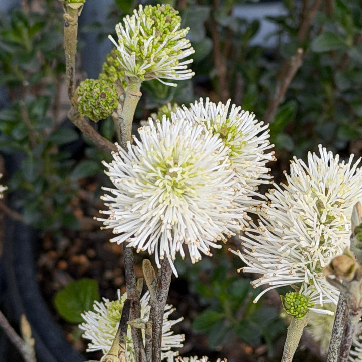 Fothergilla gardenii |Spotswood Greenery