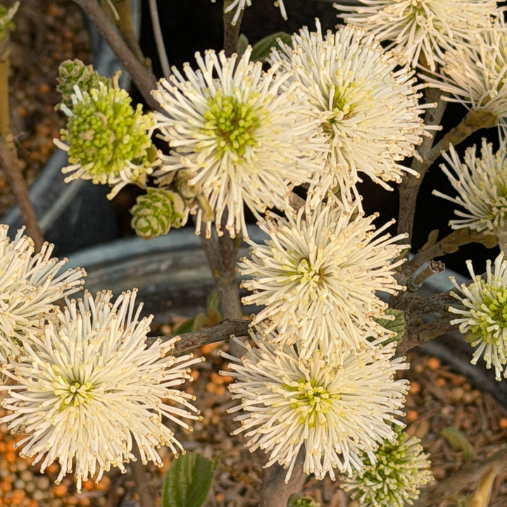 Fothergilla gardenii |Spotswood Greenery