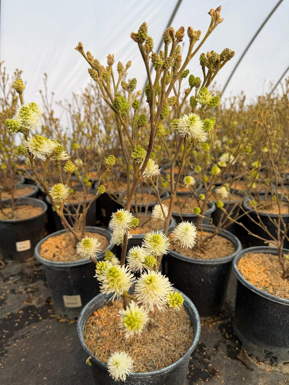 Fothergilla gardenii |Spotswood Greenery
