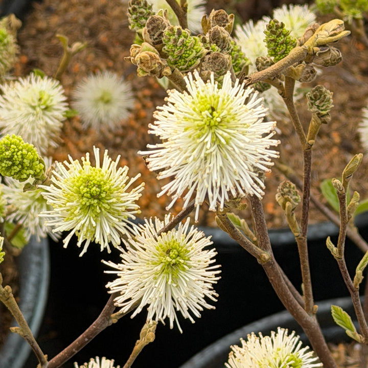 Fothergilla mt Airy |Spotswood Greenery