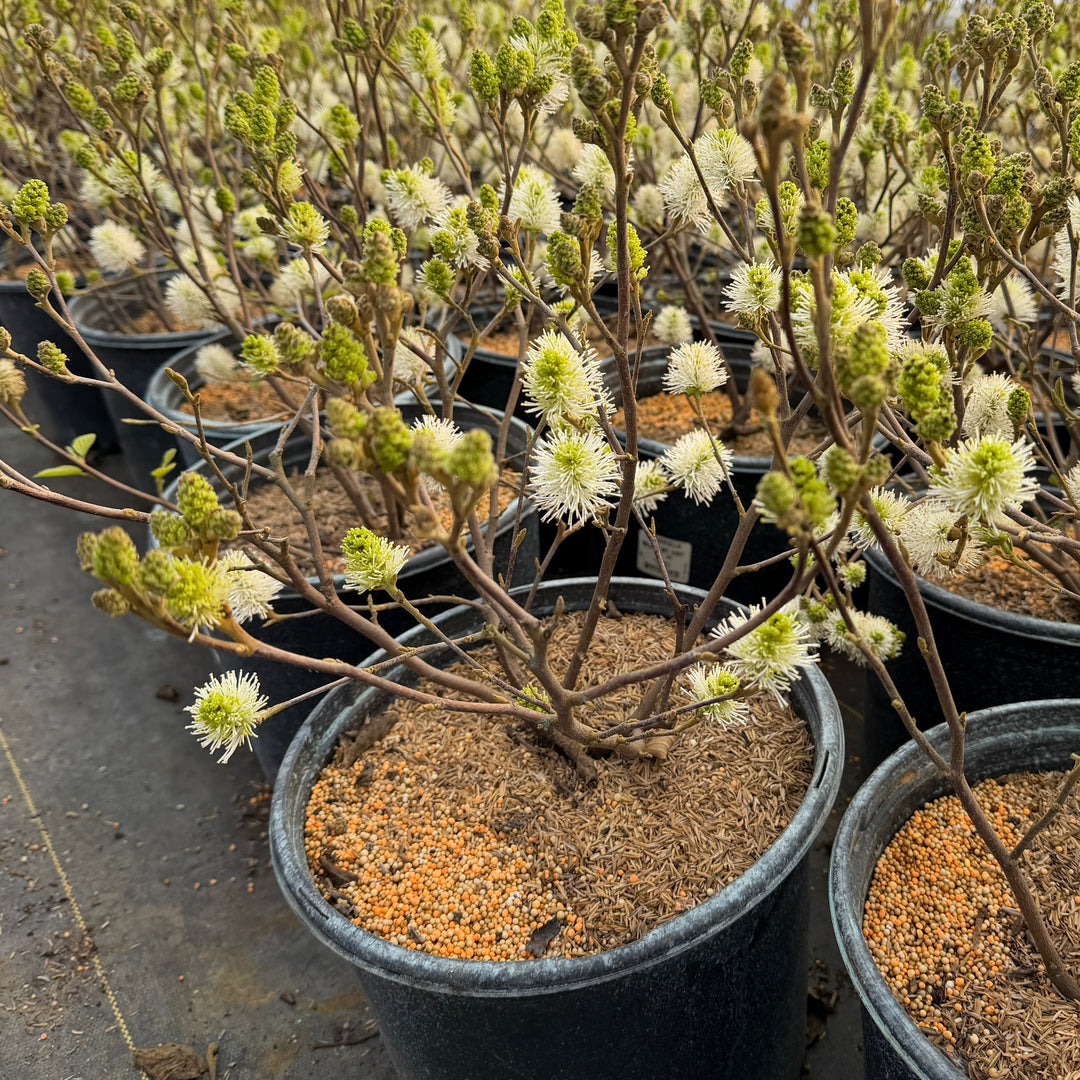 Fothergilla mt Airy |Spotswood Greenery