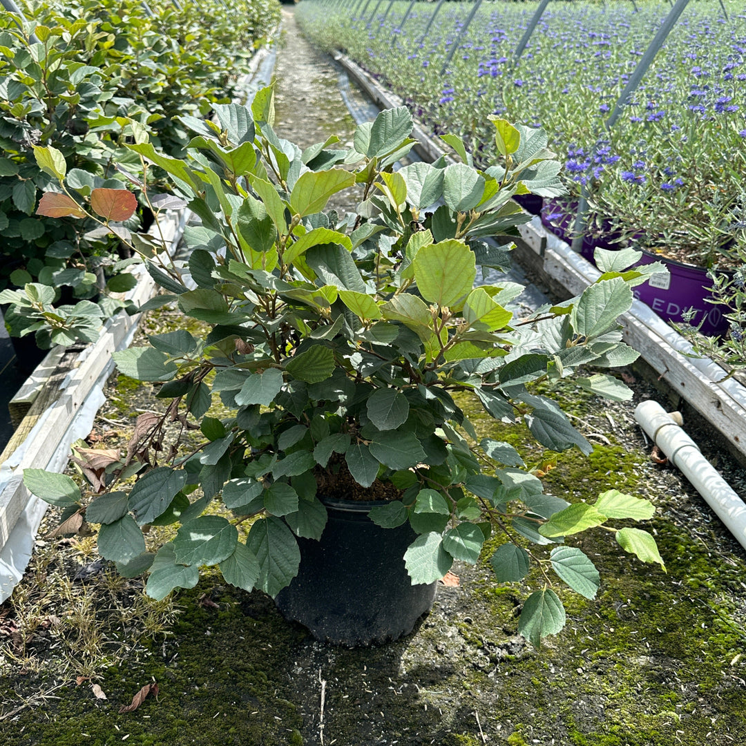 Mt. Airy Fothergilla