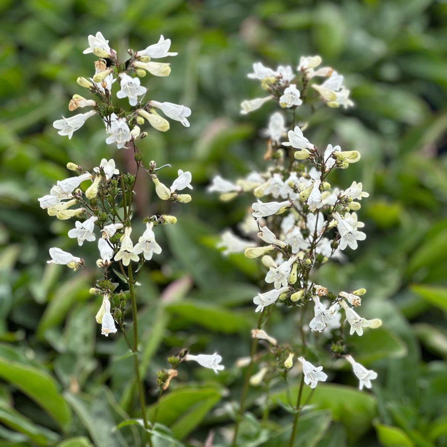 Foxglove Beardtongue |Spotswood Greenery