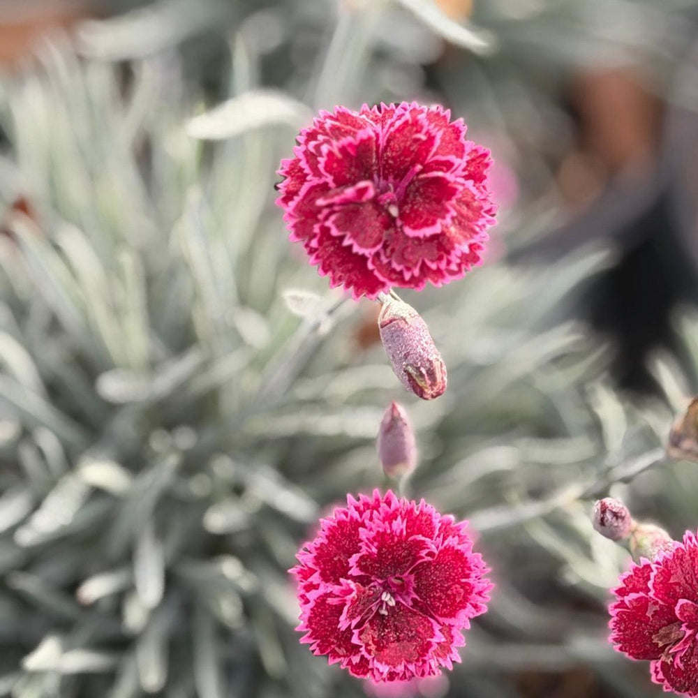 Fruit Punch® Black Cherry Frost Pinks |Spotswood Greenery