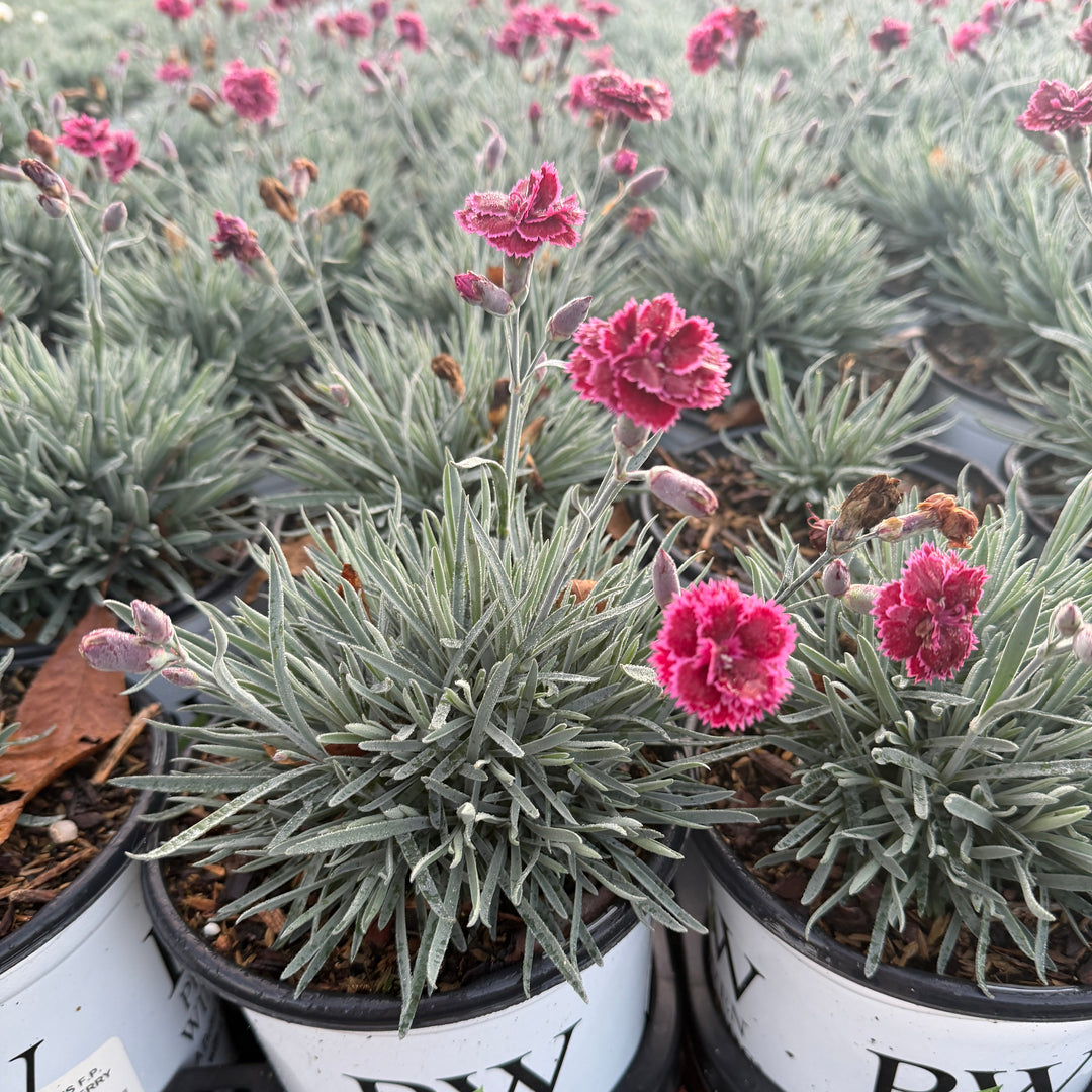 Fruit Punch® Black Cherry Frost Pinks |Spotswood Greenery
