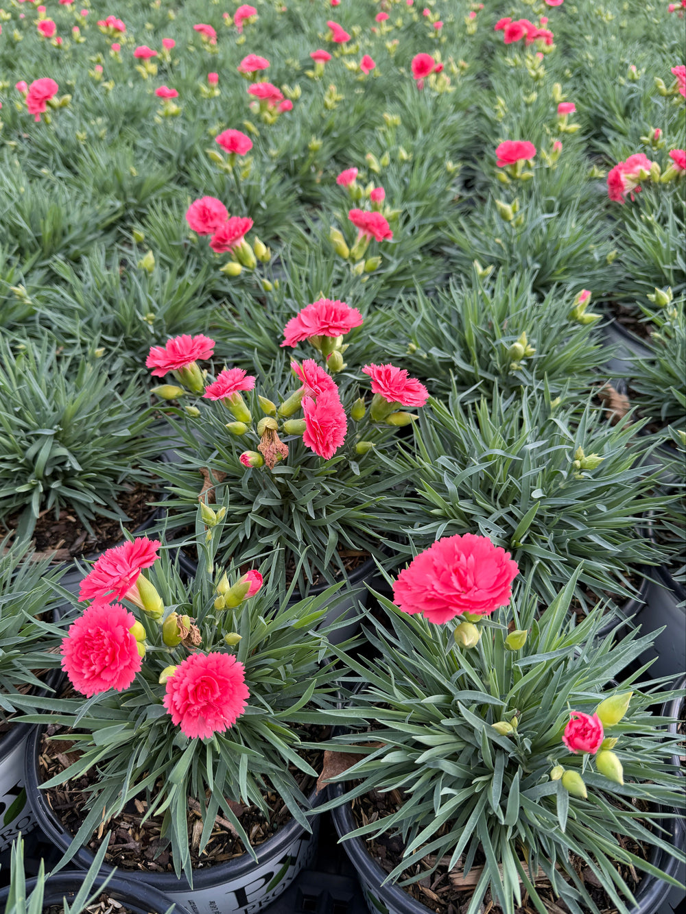 Fruit Punch® Classic Coral Pinks |Spotswood Greenery
