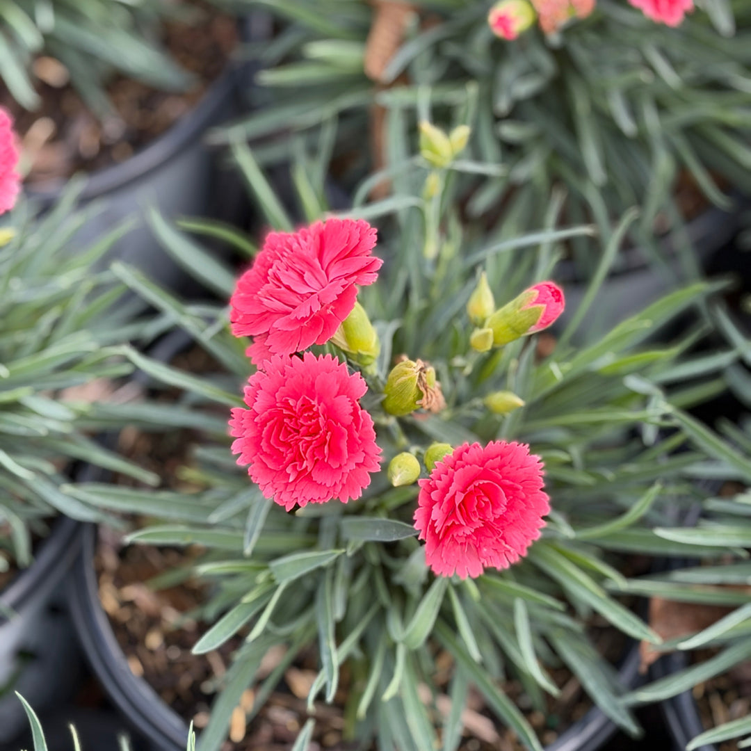 Fruit Punch® Classic Coral Pinks |Spotswood Greenery