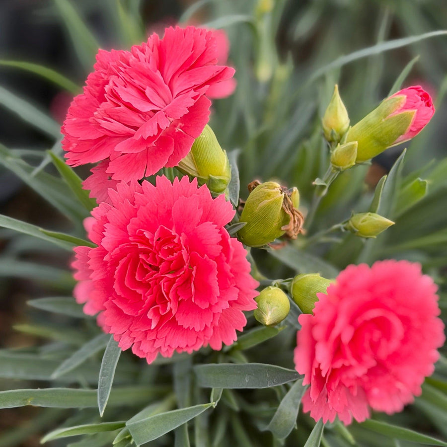 Fruit Punch® Classic Coral Pinks |Spotswood Greenery