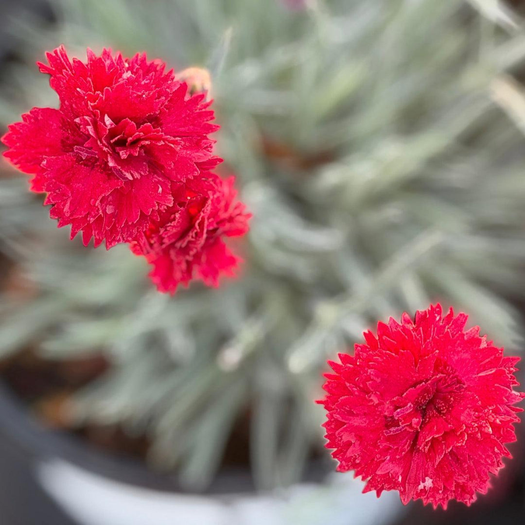 Fruit Punch® Maraschino Pinks |Spotswood Greenery