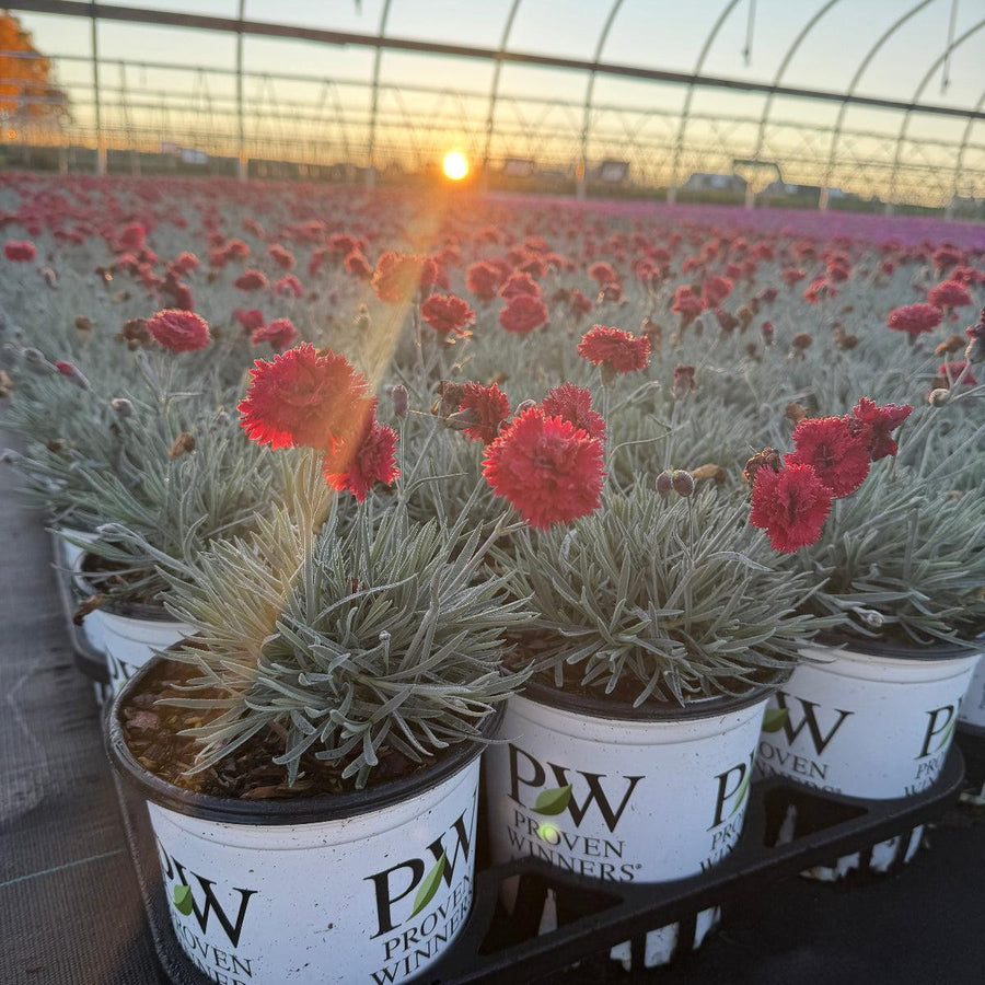 Fruit Punch® Maraschino Pinks |Spotswood Greenery