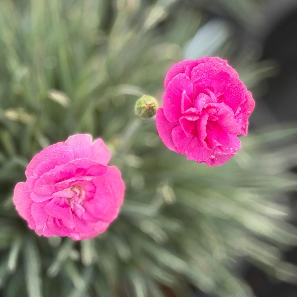 Fruit Punch® Sweetie Pie Pinks |Spotswood Greenery