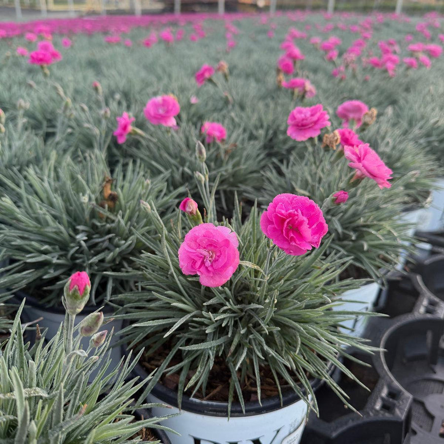 Fruit Punch® Sweetie Pie Pinks |Spotswood Greenery