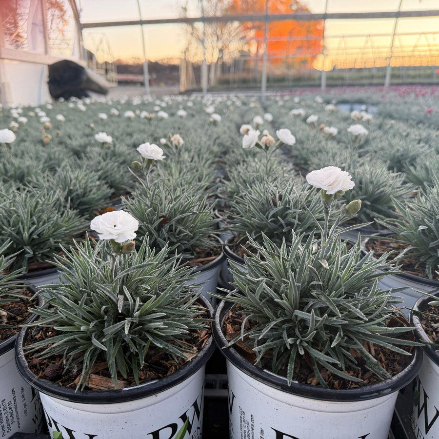 Fruit Punch® Whipped Cream Carnation Pinks |Spotswood Greenery