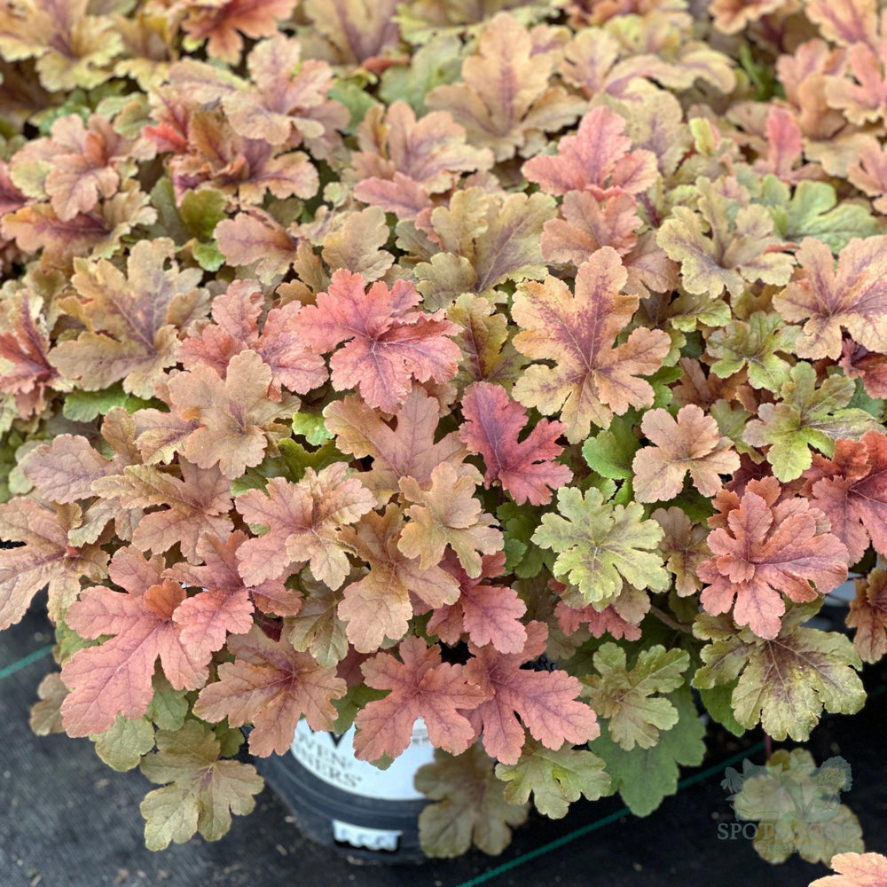 Fun and Games® Hopscotch Foamy Bells