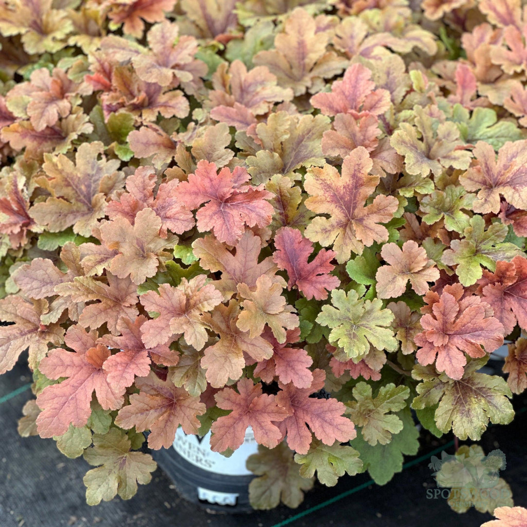 Fun and Games® Hopscotch Foamy Bells