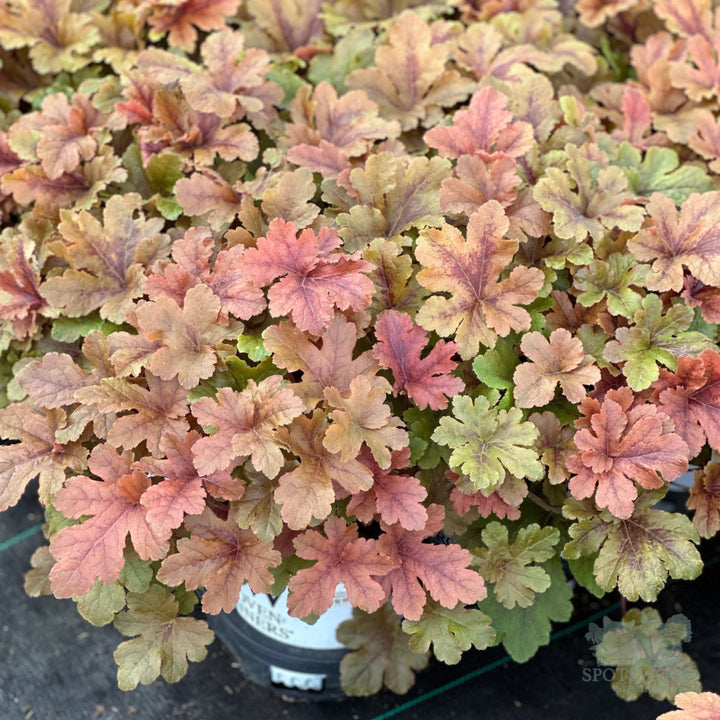 Fun and Games® Hopscotch Foamy Bells