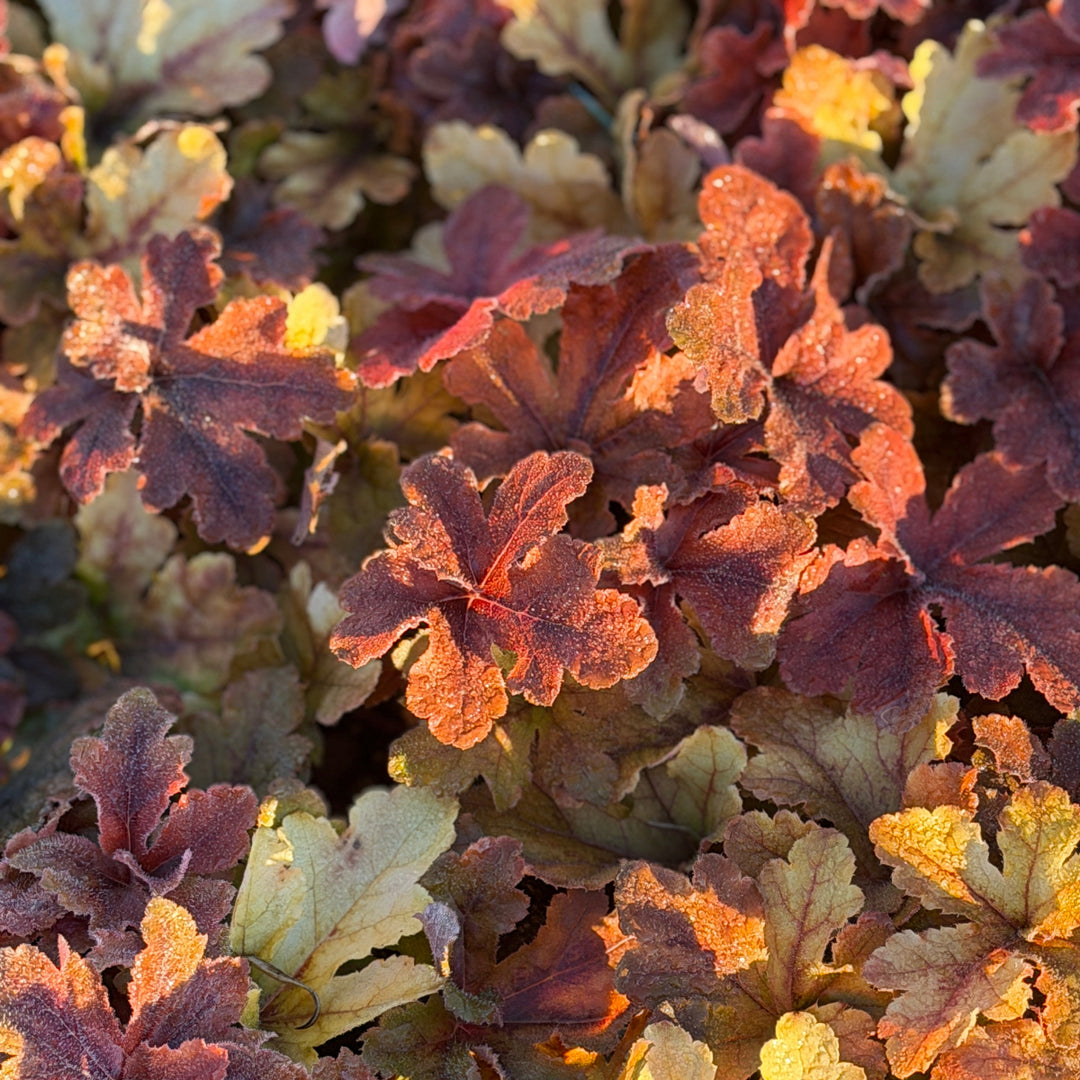 Fun and Games® Hopscotch Foamy Bells