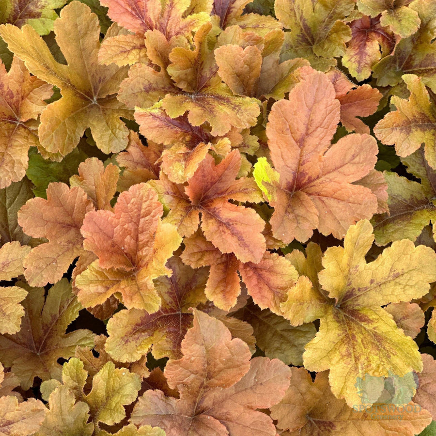 Fun and Games® Hopscotch Foamy Bells