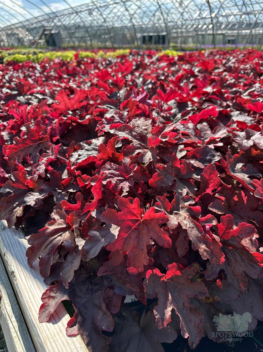 Fun and Games® Red Rover Foamy Bells |Spotswood Greenery