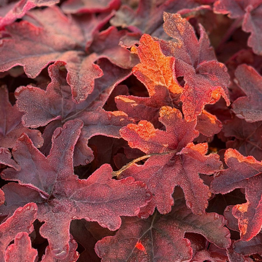 Fun and Games® Red Rover Foamy Bells |Spotswood Greenery