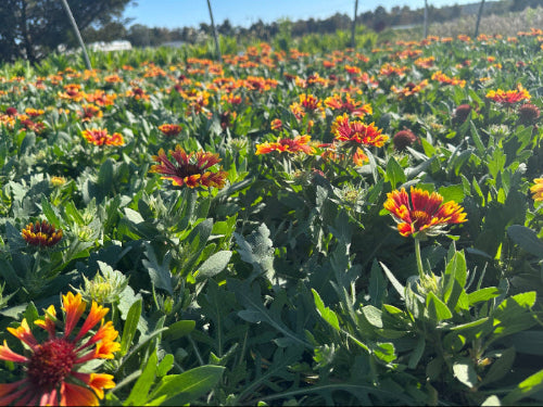 crop shot of gaillardia