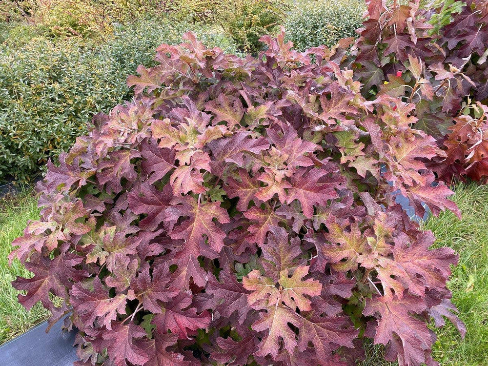 Gatsby Glow Ball® Oakleaf hydrangea- | Proven Winners®